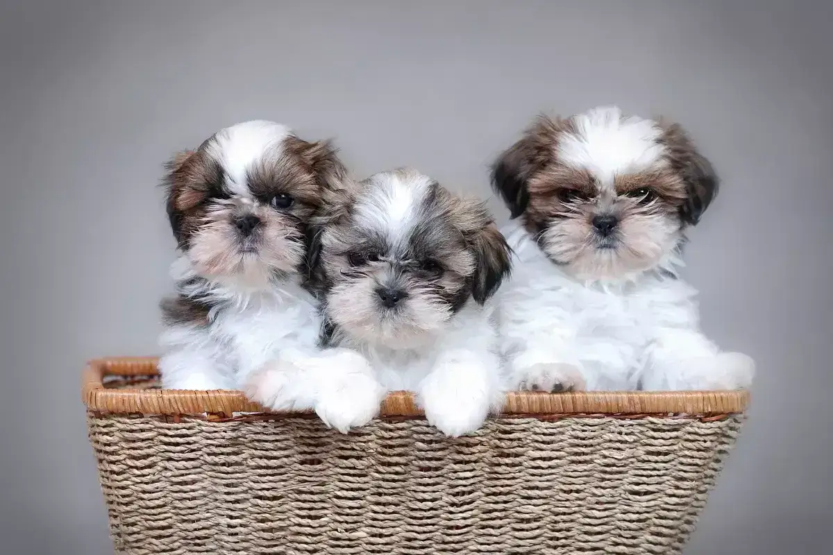 Trzy urocze szczenięta rasy shih tzu w koszyku. Różne odmiany tej rasy zachwycają futrem i spojrzeniem.