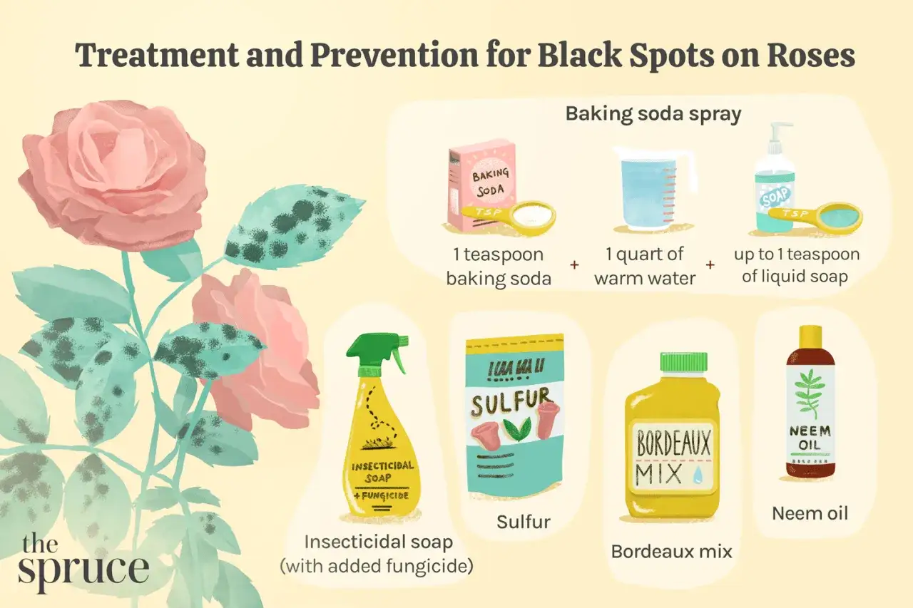 Chcesz wiedzieć, co zrobić, żeby r&oacute;że odżyły? Zobacz, jak przygotować spray z sody, siarkę, mydło owadob&oacute;jcze, mieszankę Bordeaux i olej neem.