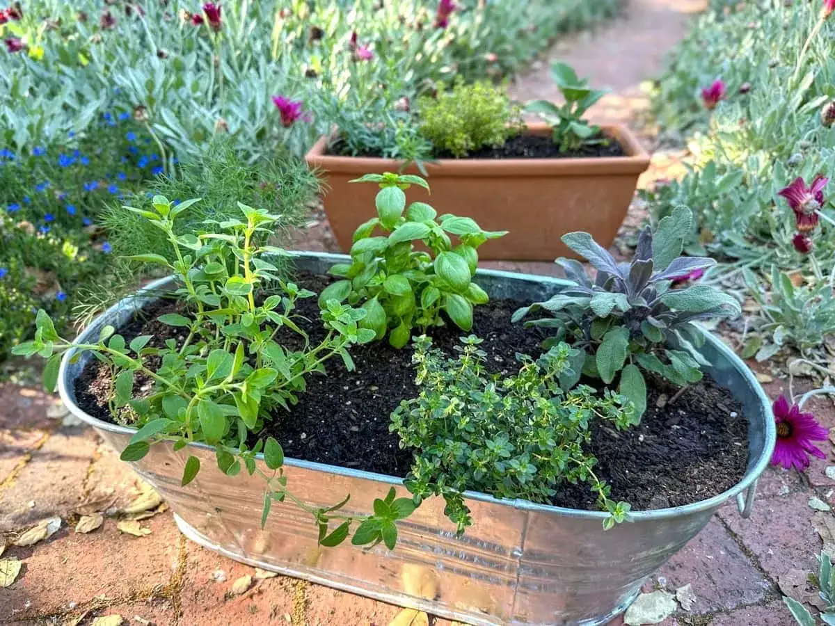 Kr&auml;uterbeet mit Basilikum, Salbei und Thymian. Der ideale **Estragon Standort** ist sonnig, aber diese Kr&auml;uter gedeihen auch im Halbschatten.