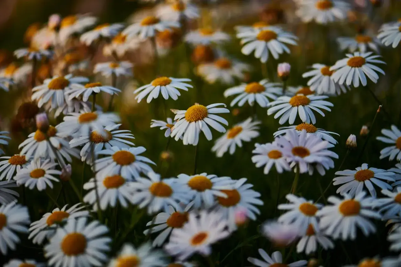 Un campo de margaritas blancas y amarillas, un hermoso paisaje de mayo mes de las flores.