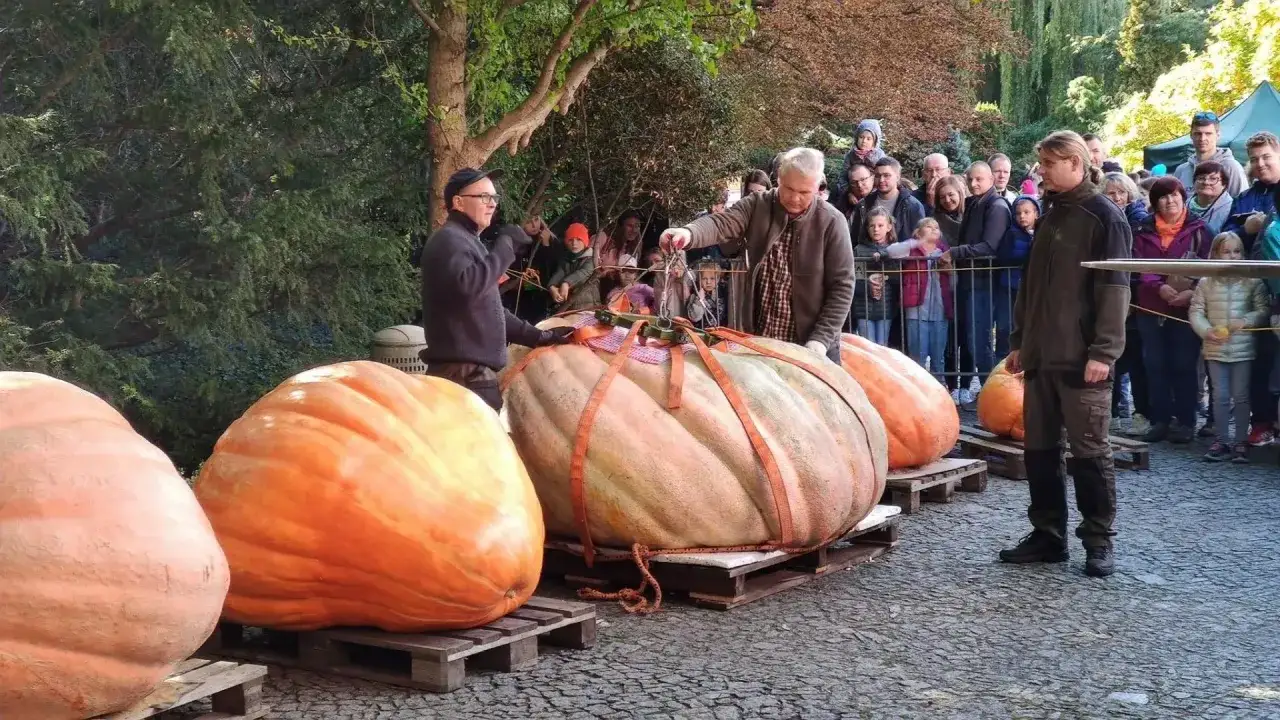 Ludzie podziwiają gigantyczne dynie olbrzymie, przygotowywane do ważenia. Jedna z nich jest podnoszona na specjalnym sprzęcie.