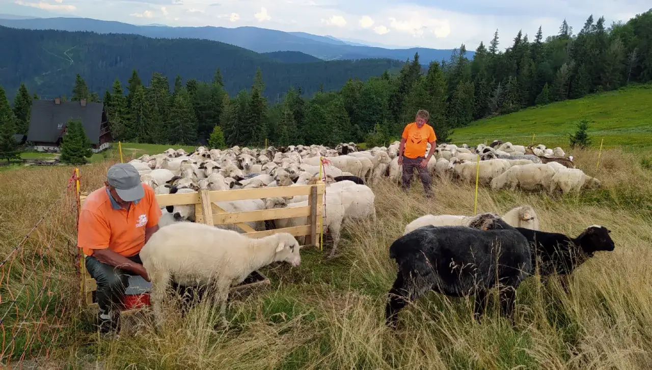 Pasterze doglądają stada owiec w górach. W tle las i malownicze wzgórza.