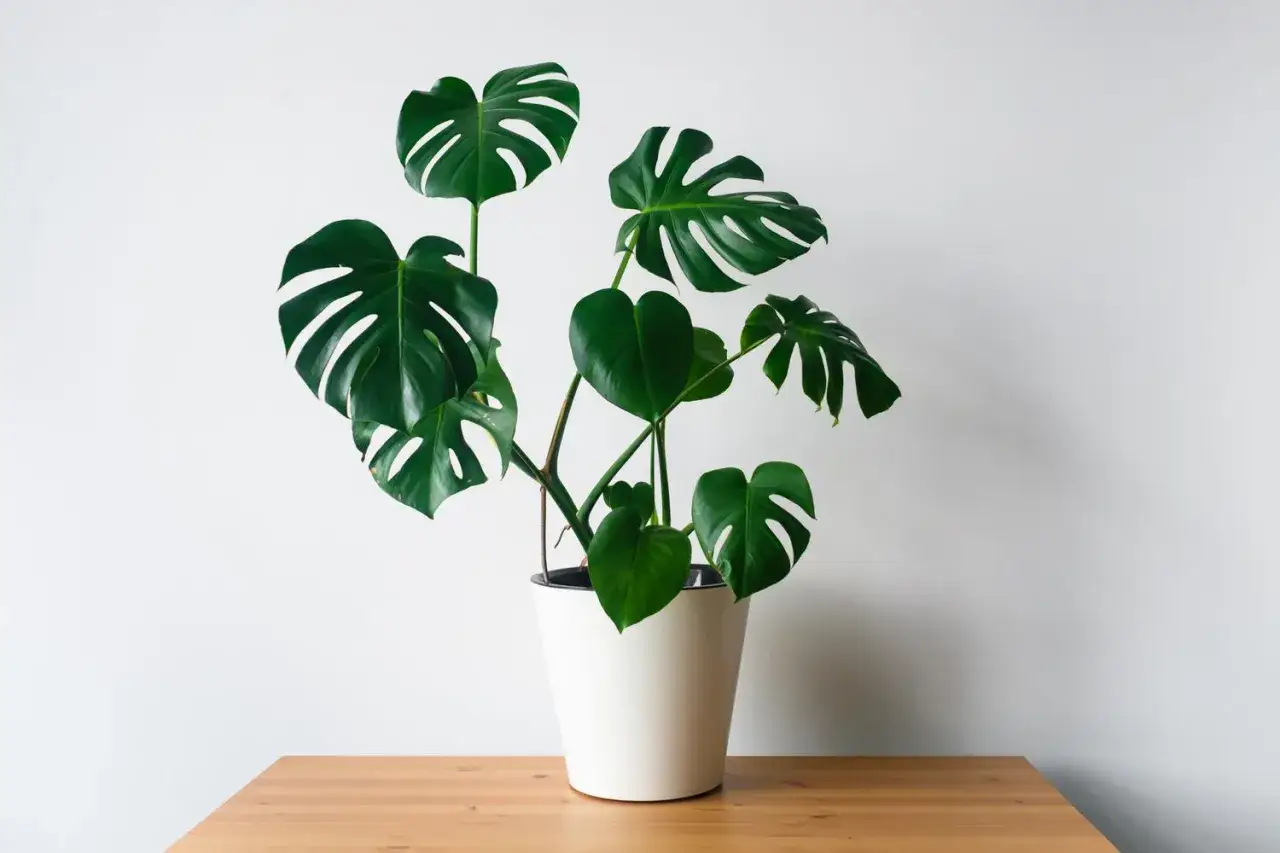 Monstera w białej doniczce na drewnianym blacie. Idealna doniczka do monstery powinna być przestronna, by korzenie miały miejsce do wzrostu.