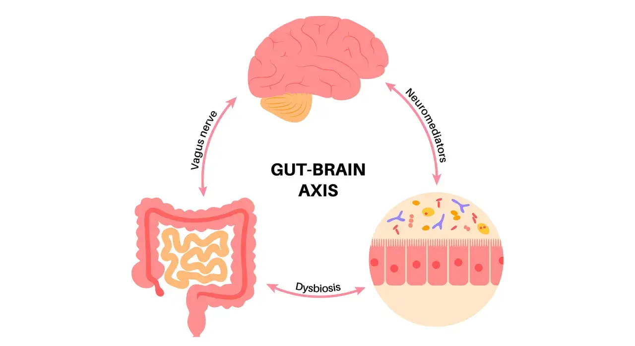 Asse intestino-cervello: l'ansia somatizzata allo stomaco e i suoi sintomi possono derivare da squilibri intestinali e segnali nervosi.