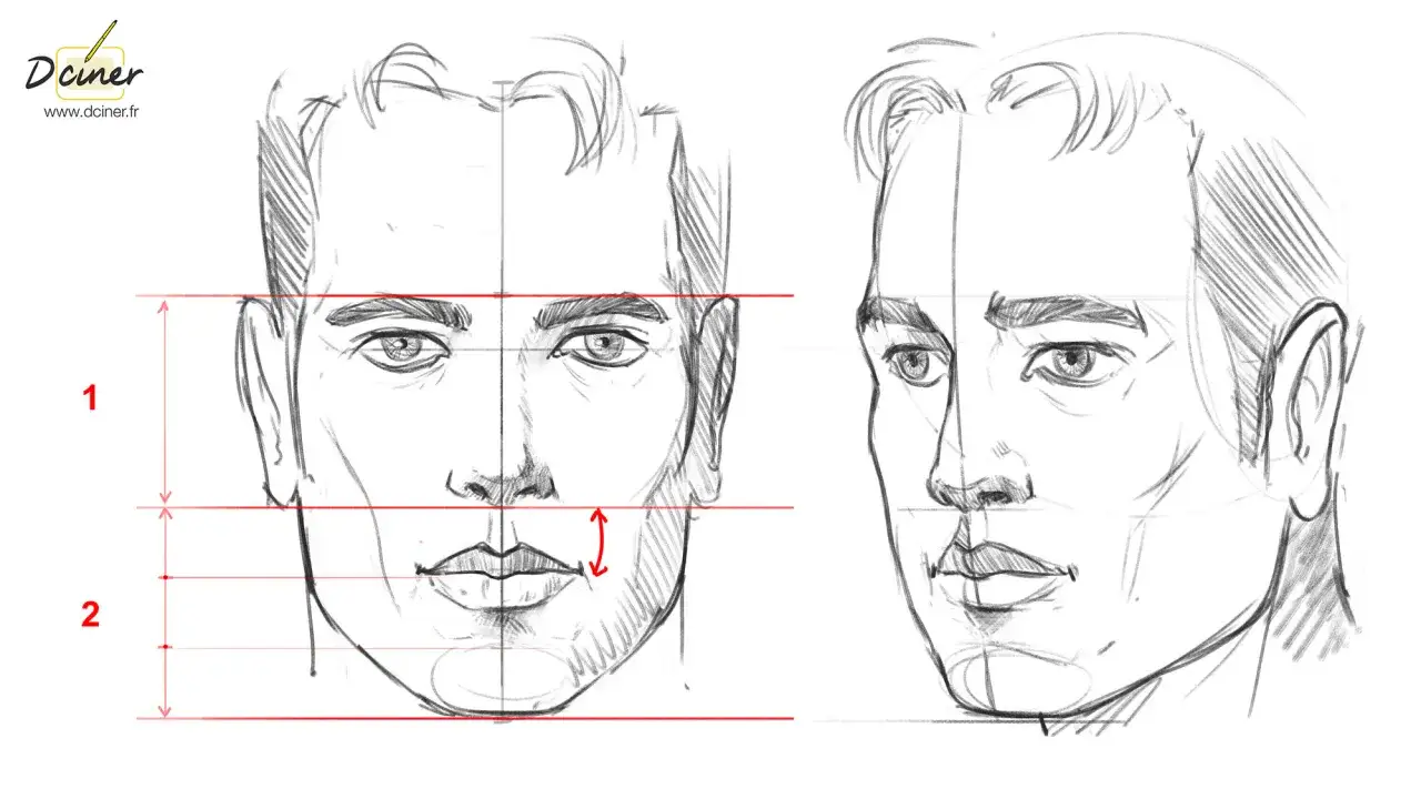 Dessin visage garçon, étude des proportions faciales avec lignes directrices et mesures.