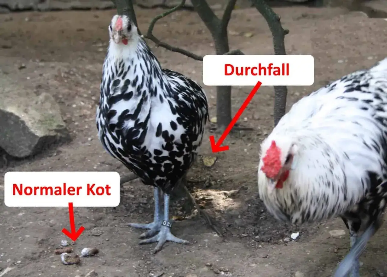 Zwei Hühner mit schwarz-weißer Federzeichnung. Ein Huhn zeigt normalen Kot, das andere hat Durchfall, möglicherweise verursacht durch Kokzidien.