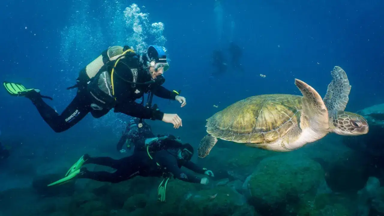 Buceo en la playa de los Muertos, donde un buceador se acerca a una tortuga marina mientras otros exploran el fondo marino.