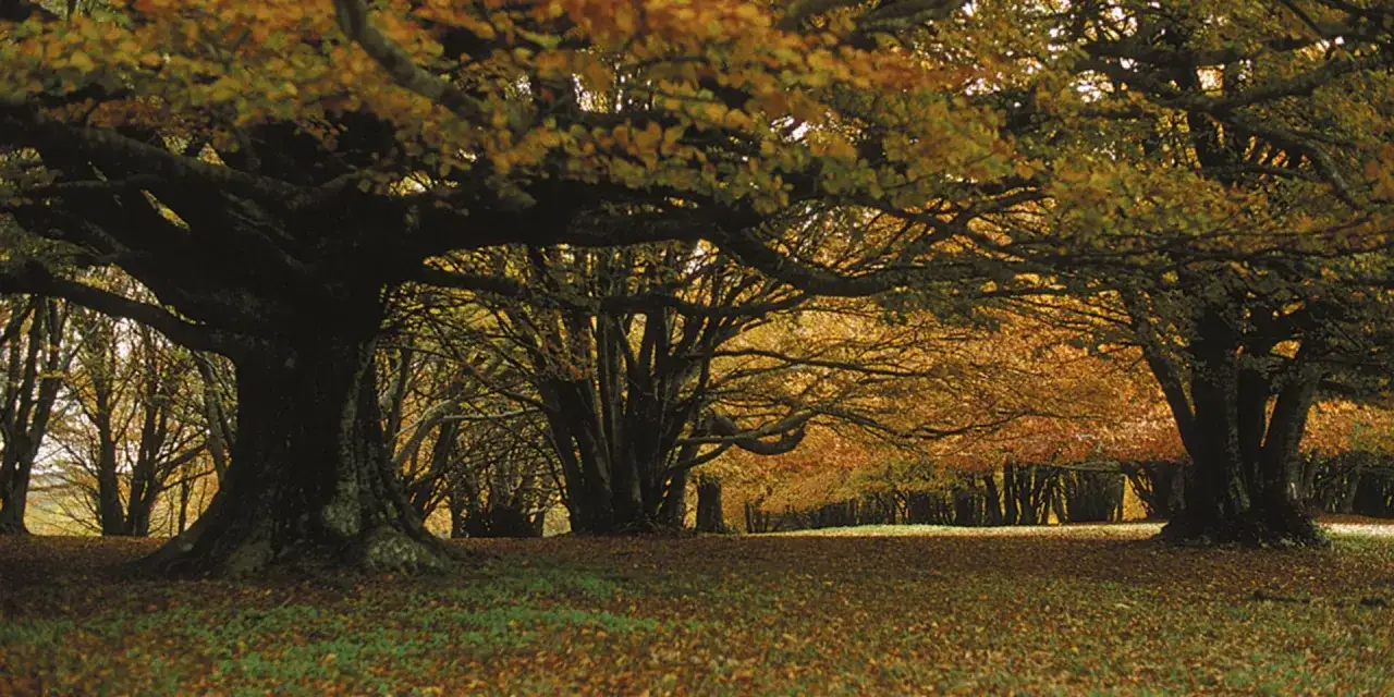 Foliage autunnale nelle Marche, con alberi maestosi e foglie dorate che creano un tappeto colorato.