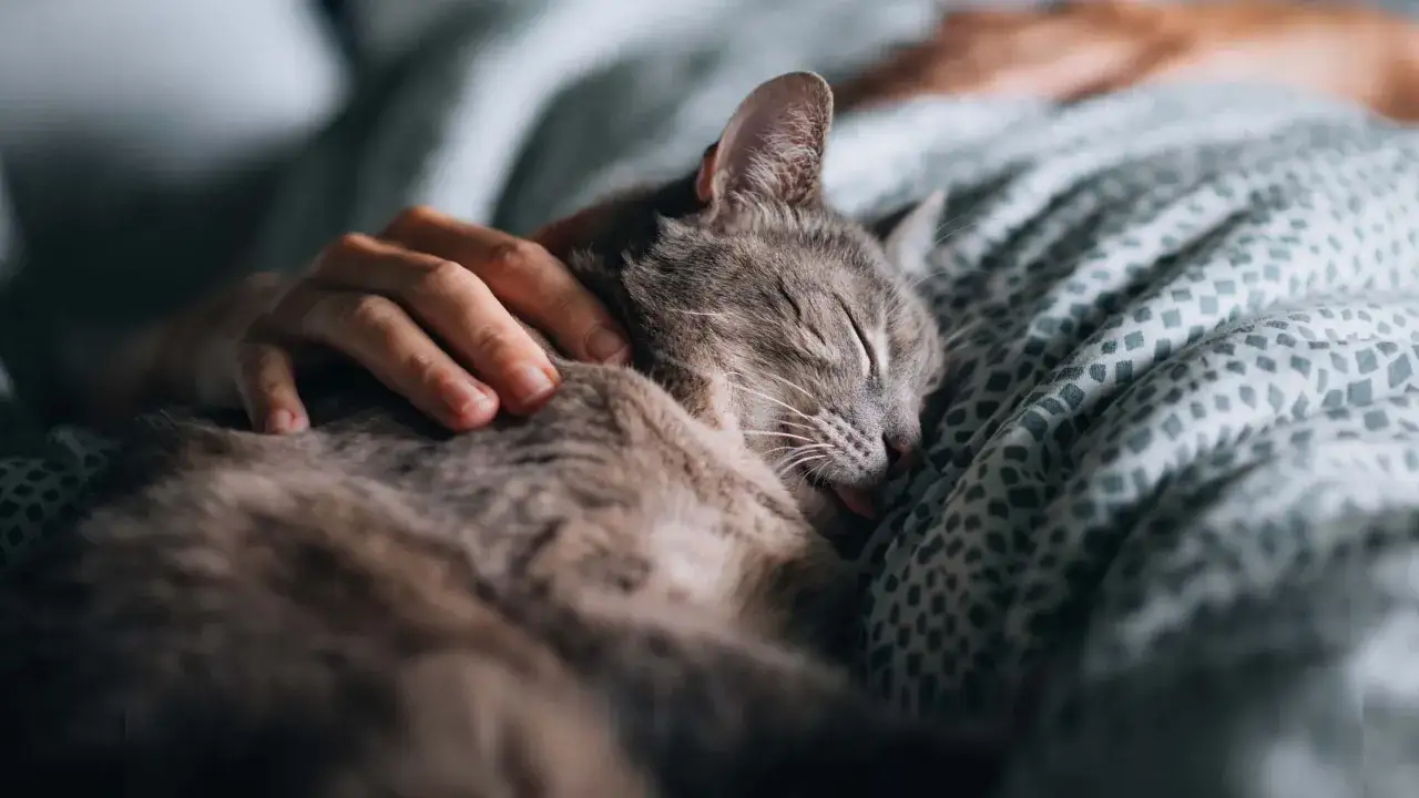 Eine graue Katze schläft tief und fest im Bett, während eine Hand sie sanft streichelt.
