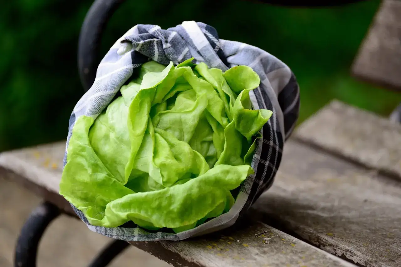 Świeża sałata, zawinięta w ściereczkę, czeka na wykorzystanie. Zastanawiasz się, ile salata może leżeć w lodowce?
