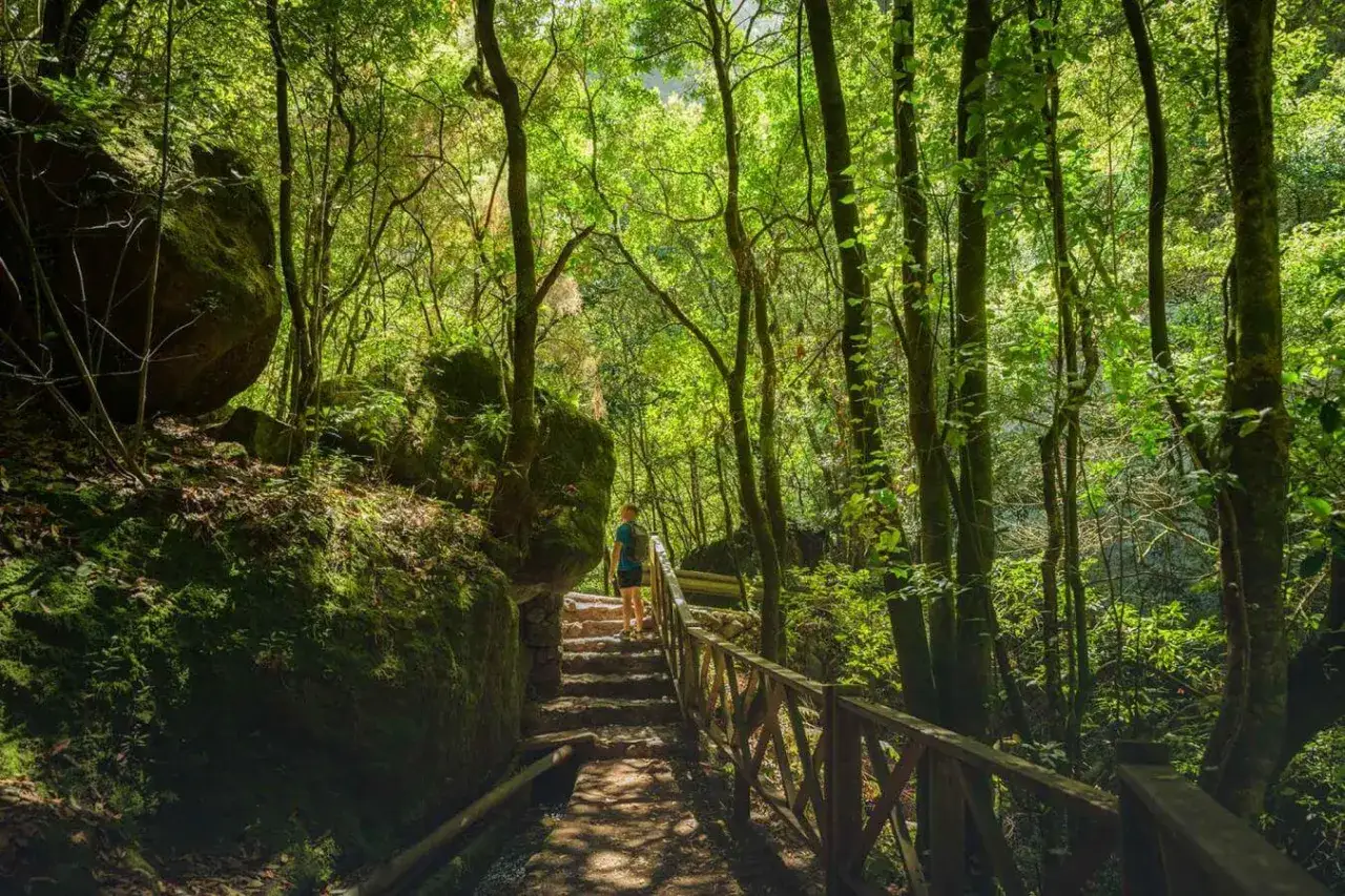 Sendero de piedra y madera en un bosque frondoso. Una persona sube escalones, rodeada de vegetación exuberante. El **cubo de la galga** parece estar cerca, oculto entre las rocas cubiertas de musgo.