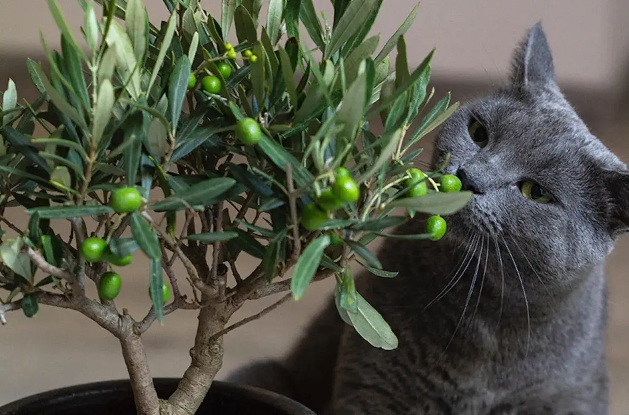 A curious grey cat sniffs a small olive tree, its nose near the green olives. This image makes one wonder, can cats eat olives?
