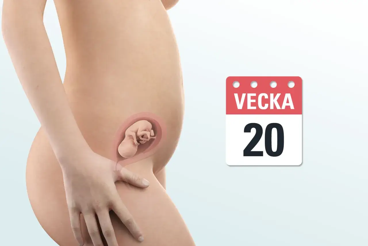 Gravid mage med foster i vecka 20. En kalender visar tydligt att det &auml;r vecka 20.