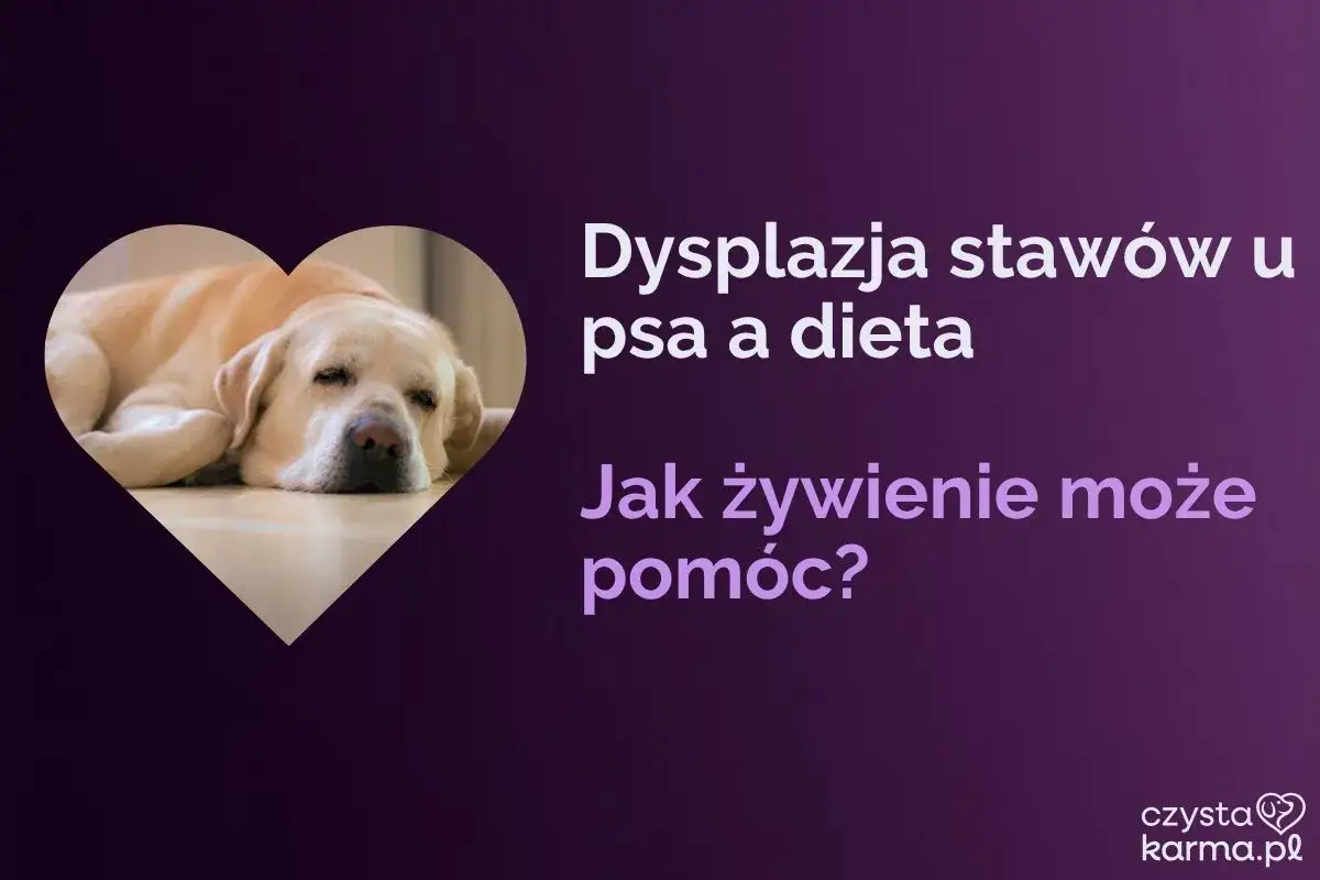 Labrador odpoczywa, gdy tekst informuje o dysplazji u psa i wpływie diety na jego zdrowie.