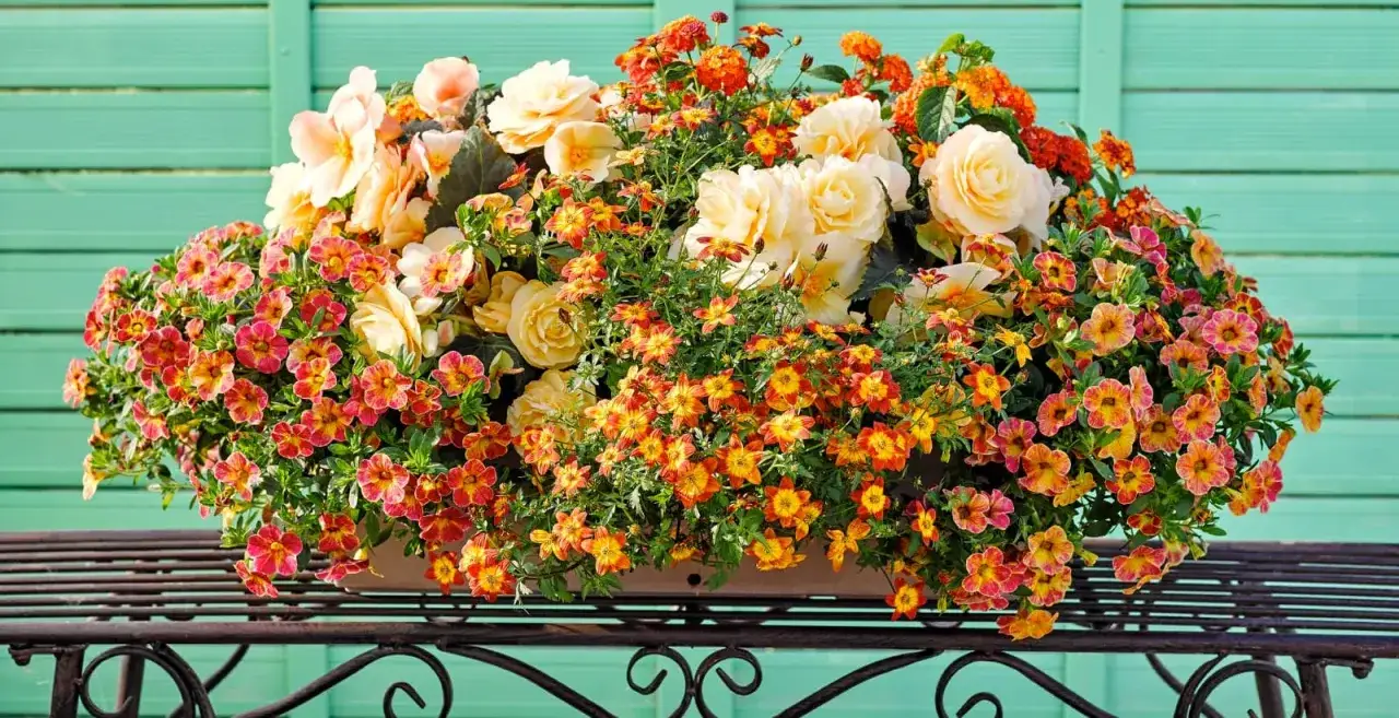 Ein üppig bepflanzter Blumenkasten mit gelben Rosen, orange-roten Blüten und zarten Begonien, der zeigt, wie schön ein Blumenkasten bepflanzt sein kann.