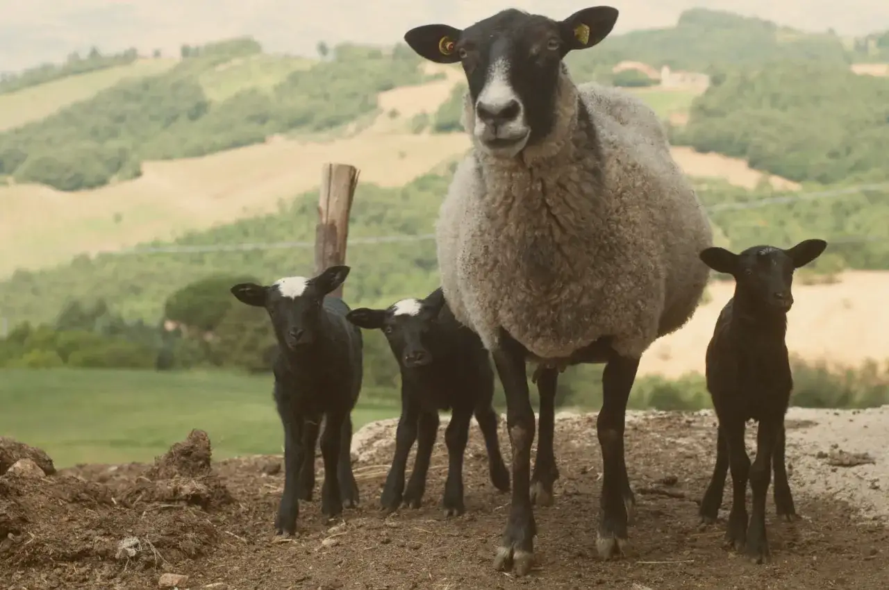 Una pecora adulta con tre agnelli neri, uno accanto all'altro, su un terreno collinare. Il loro valore &egrave; inestimabile per la famiglia.
