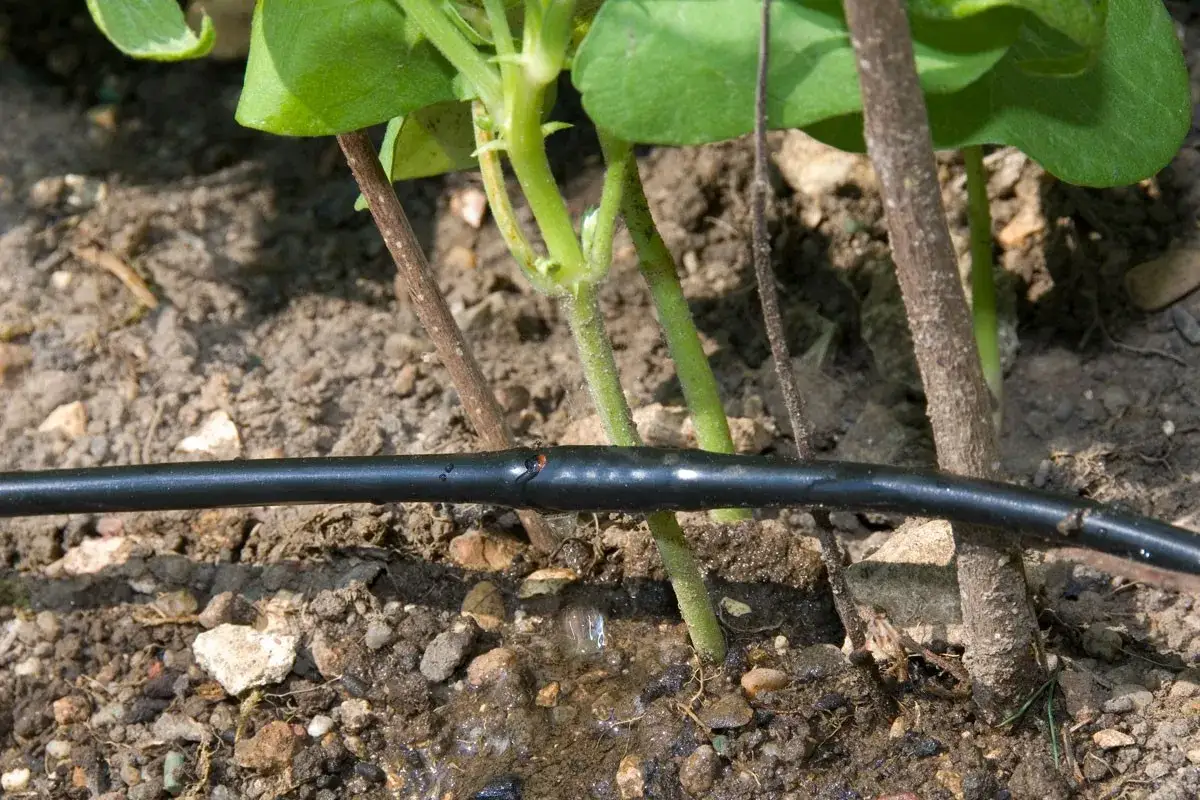 Un tuyau noir pour installer un goutte à goutte est posé sur la terre, près des tiges de jeunes plantes. De l'eau s'écoule doucement.