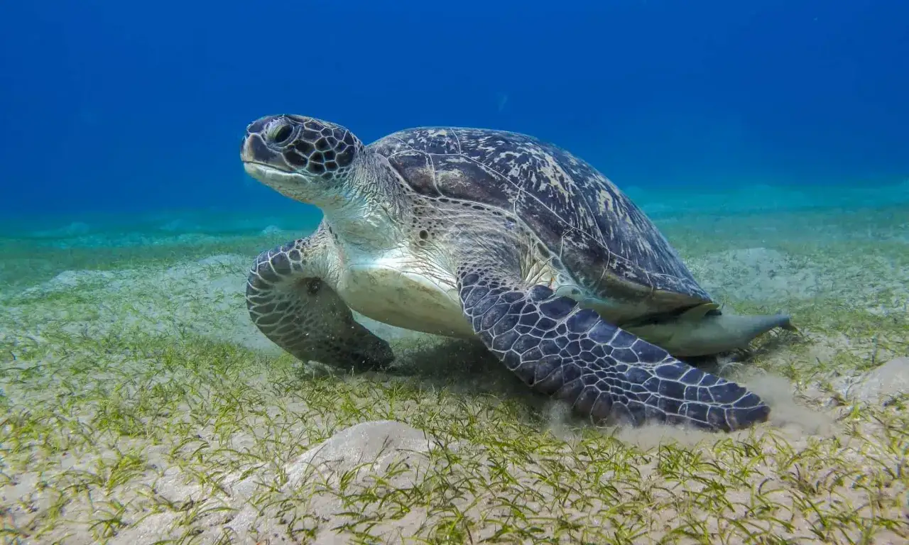 Żółw morski na dnie oceanu, wśród trawy morskiej. Ciekawe ciekawostki o żółwiach: potrafią wstrzymać oddech nawet na kilka godzin!