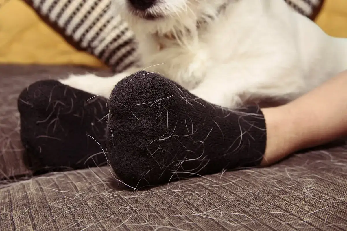 Pieds en chaussettes noires couvertes de poil de chat blanc. Le canap&eacute; aussi est parsem&eacute; de poils.
