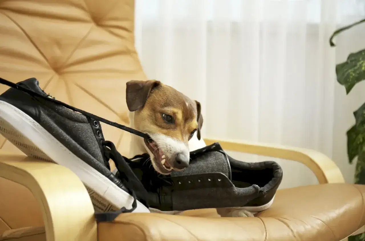 Un perro muerde un zapato en un sill&oacute;n. &iquest;Ser&aacute; que est&aacute; aprendiendo como acostumbrar a un perro a quedarse solo?
