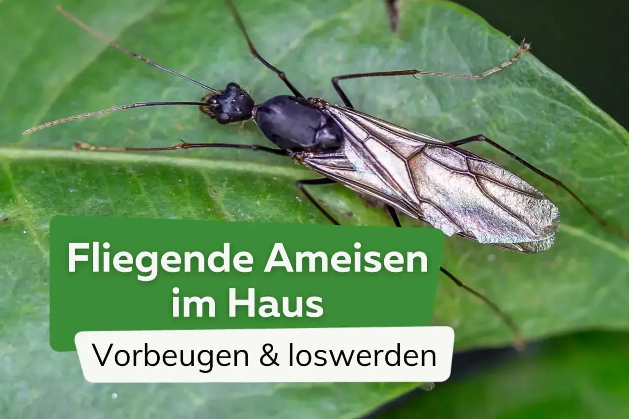 Nahaufnahme einer geflügelten Ameise auf einem Blatt. Text: