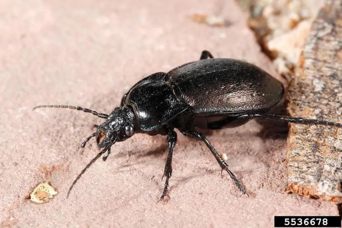 Escarabajo negro brillante, un ejemplo de los diversos tipos de escarabajos que habitan nuestro planeta.