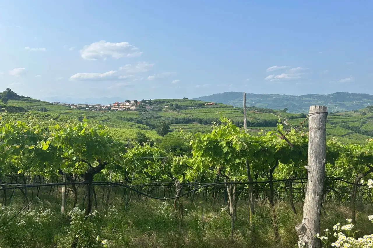 Grüne Weinberge erstrecken sich über sanfte Hügel in Soave, Italien. Ein kleines Dorf liegt auf einem Hügel im Hintergrund.