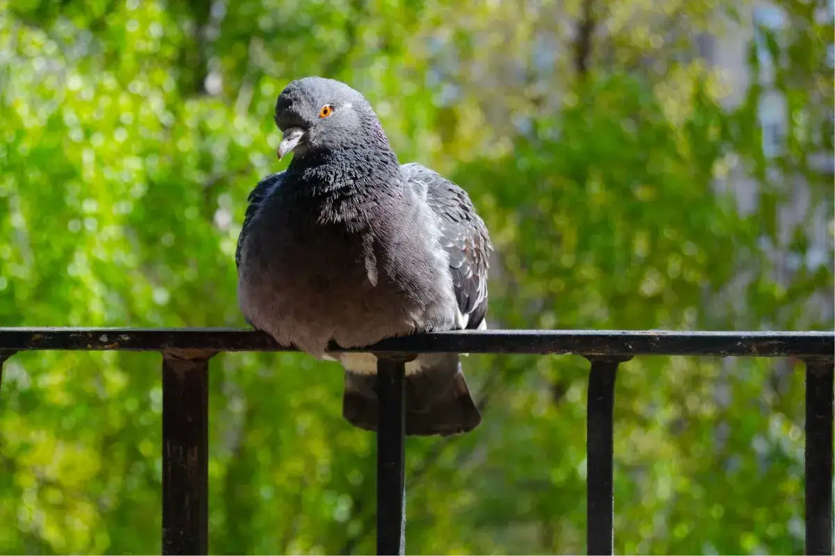 Gołąb siedzi na balustradzie, a za nim widać zielone drzewa. Może zastanawia się, jakich roślin nie lubią gołębie, by ich unikać.