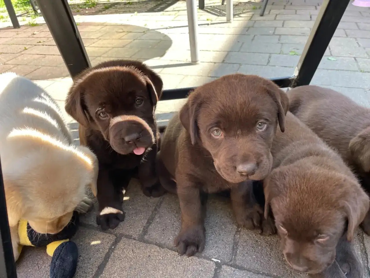 Urocze szczenięta labradorów, gotowe do adopcji. Sprawdź labrador cena i znajdź swojego nowego przyjaciela!
