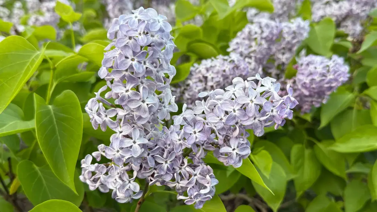 Vackra lila syrenblommor med gröna blad. En påminnelse om att det är dags att plantera syren för att njuta av doften nästa år.