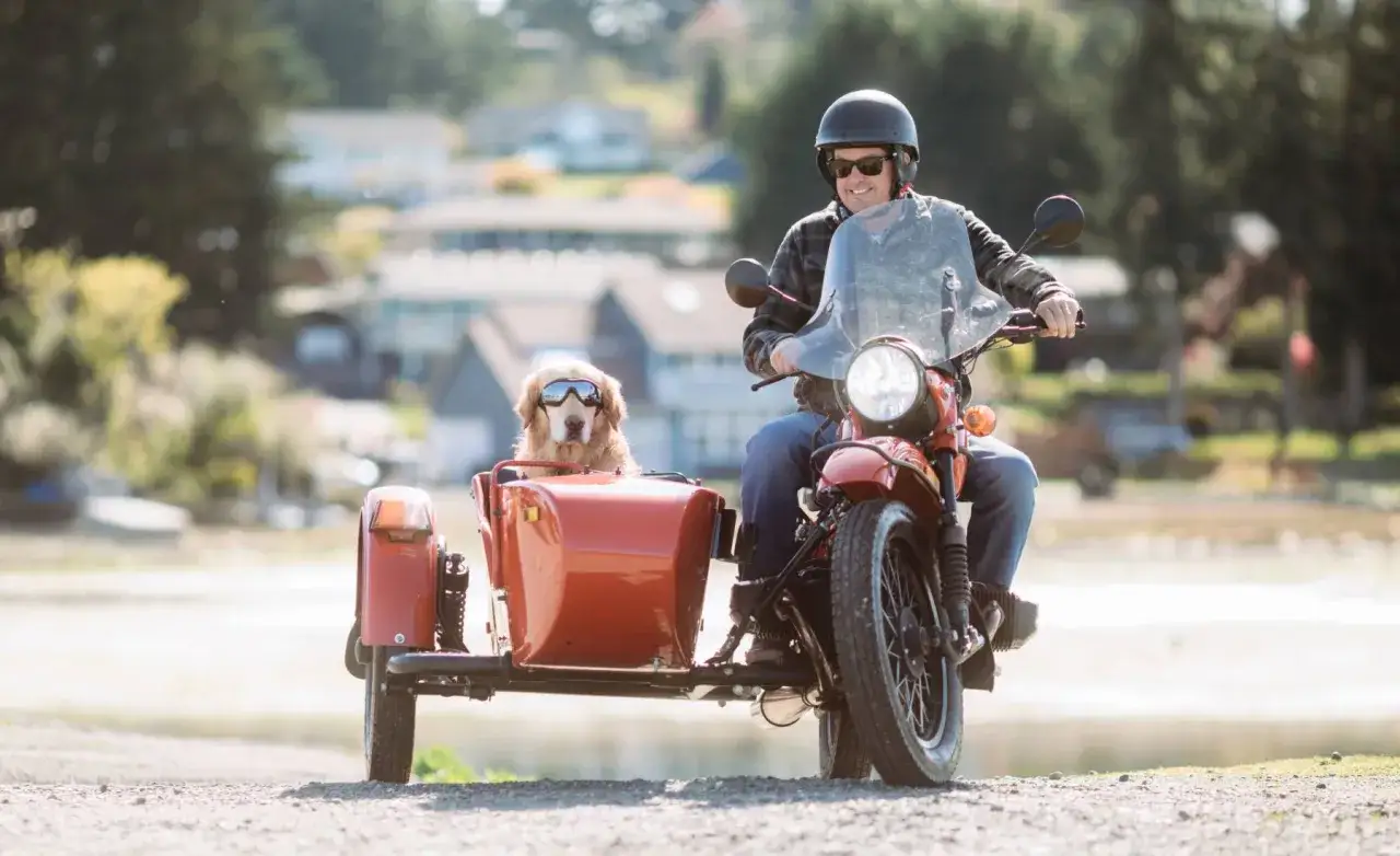 Perro con gafas de sol en un sidecar para perros moto, listo para la aventura.