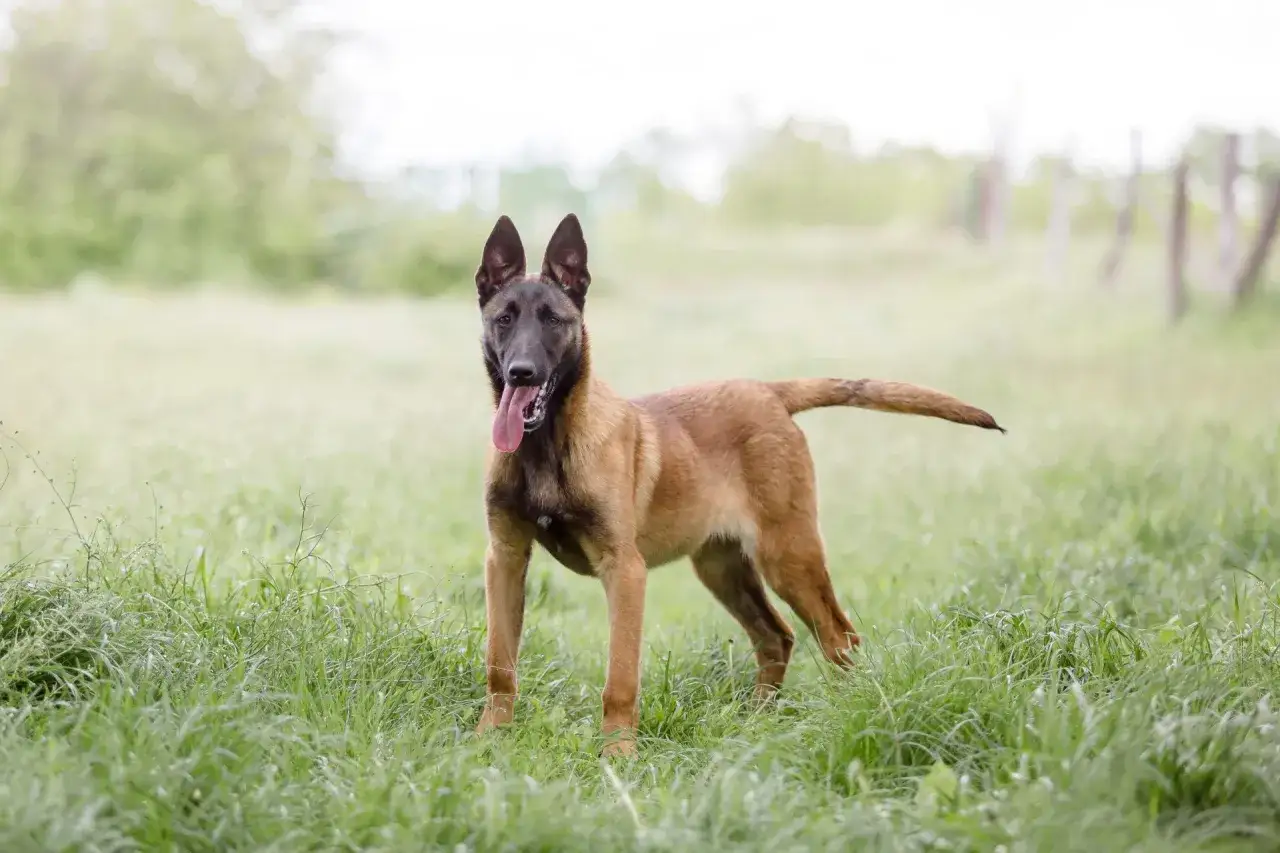 Owczarek belgijski Malinois, jeden z rodzaj&oacute;w owczark&oacute;w belgijskich, stoi na łące, dysząc z językiem na zewnątrz.