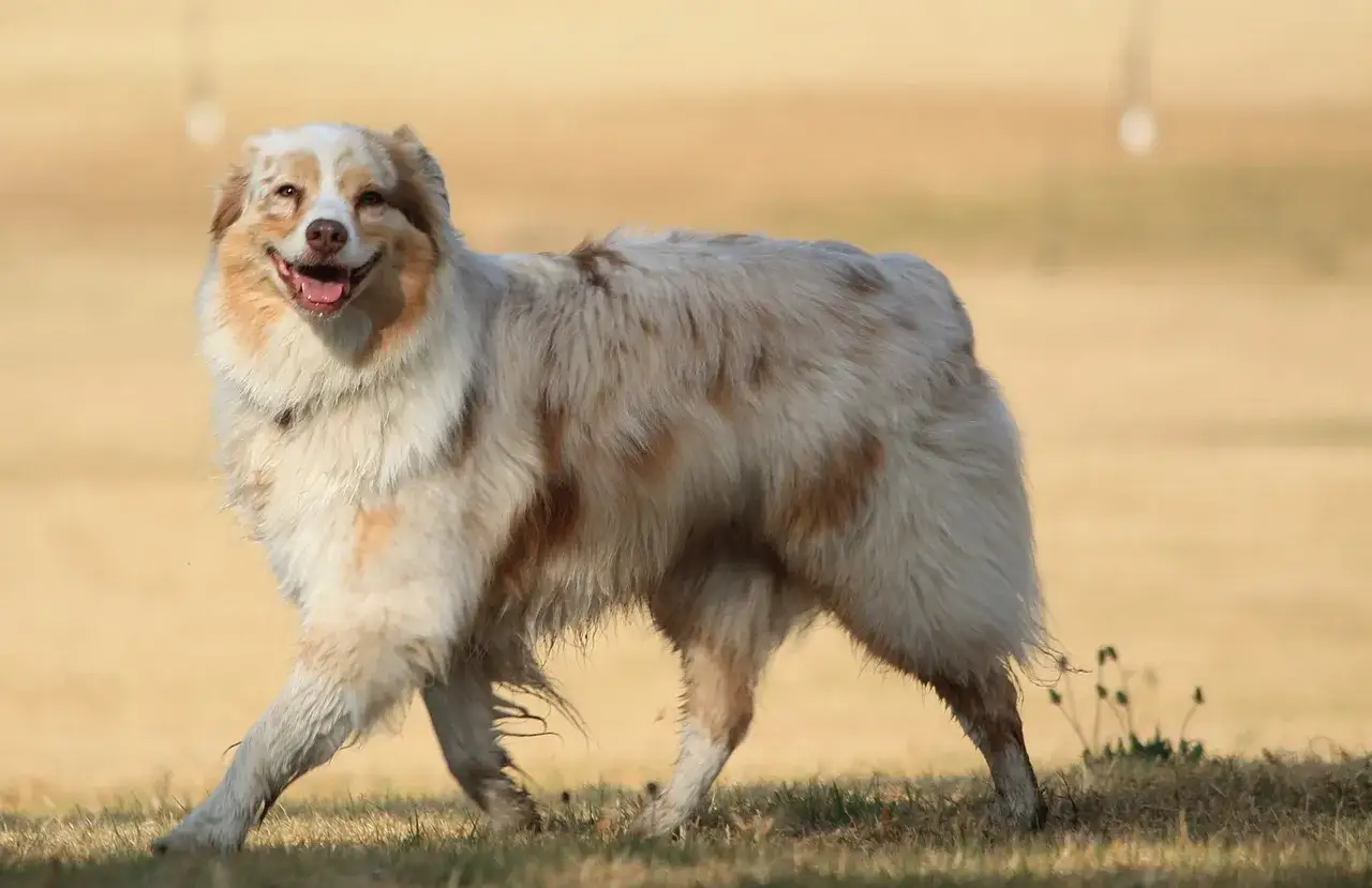 Ein fr&ouml;hlicher australian shepherd beige mit braunen Flecken l&auml;uft &uuml;ber eine sonnige Wiese.