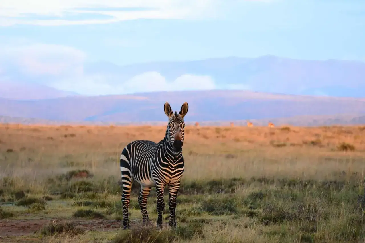 Zebra na tle sawanny i gór. Idealny czas na podróż do RPA, by zobaczyć takie cuda natury.