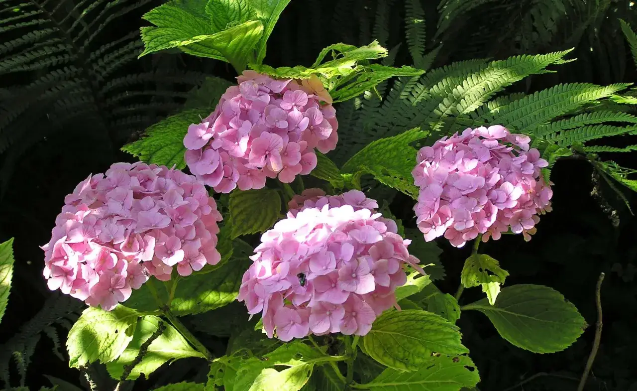 Vier rosa Rispenhortensien blühen üppig im Schatten von Farnen. Der ideale **Rispenhortensie Standort** ist halbschattig.