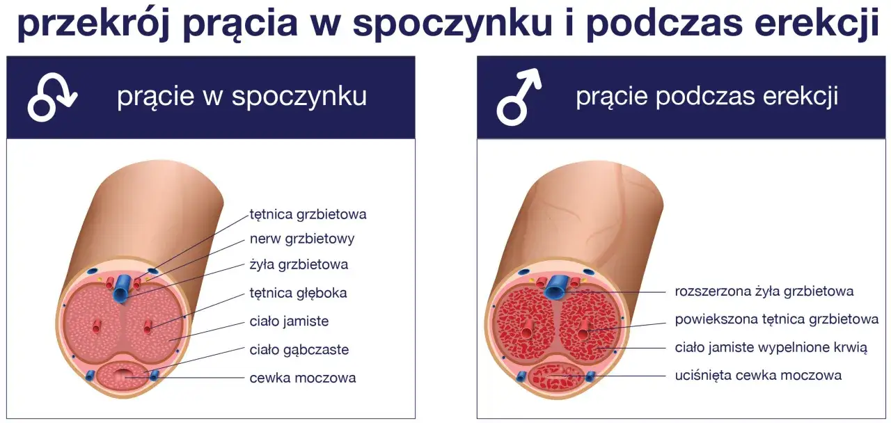 USG Doppler prącia