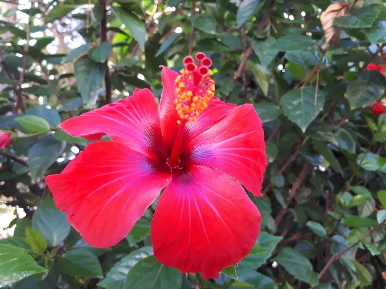 Piękny, czerwony hibiskus z nasion, z żółtym środkiem, otoczony zielonymi liśćmi.