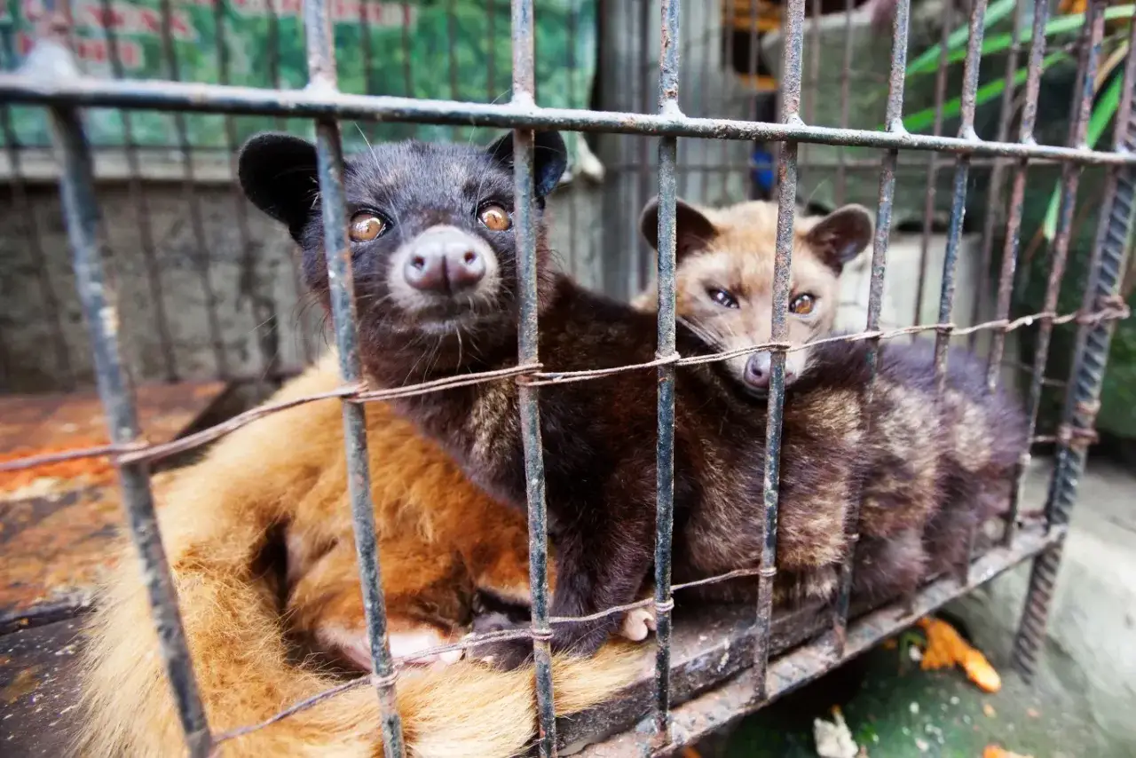 Dwa zwierzęta luwak w klatce, jedno z rudym futrem, drugie ciemniejsze, patrzą z ciekawością.
