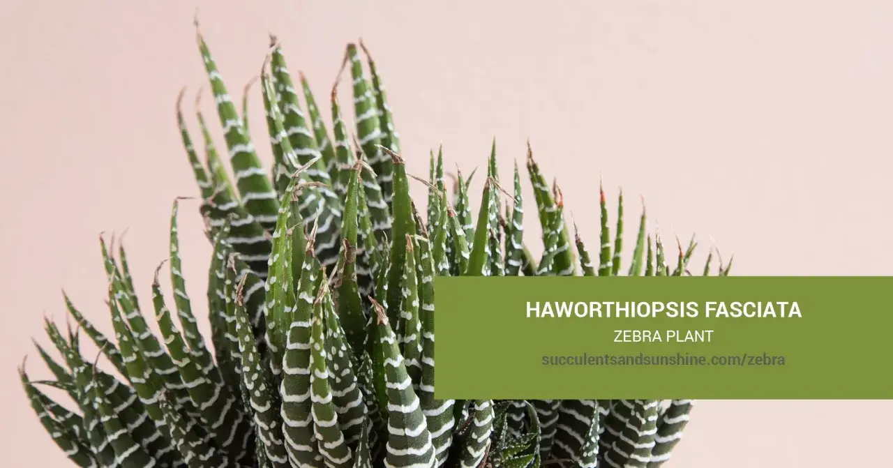 Haworthia fasciata, pianta zebra, con le sue foglie striate bianche e verdi, ideale per chi cerca una pianta succulenta facile da curare.