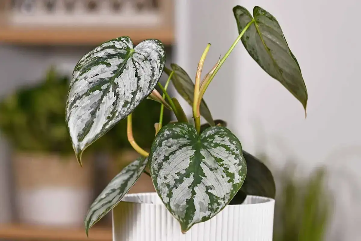 Philodendron Patriciae z liśćmi w srebrzysto-zielone wzory, rosnący w białej doniczce.