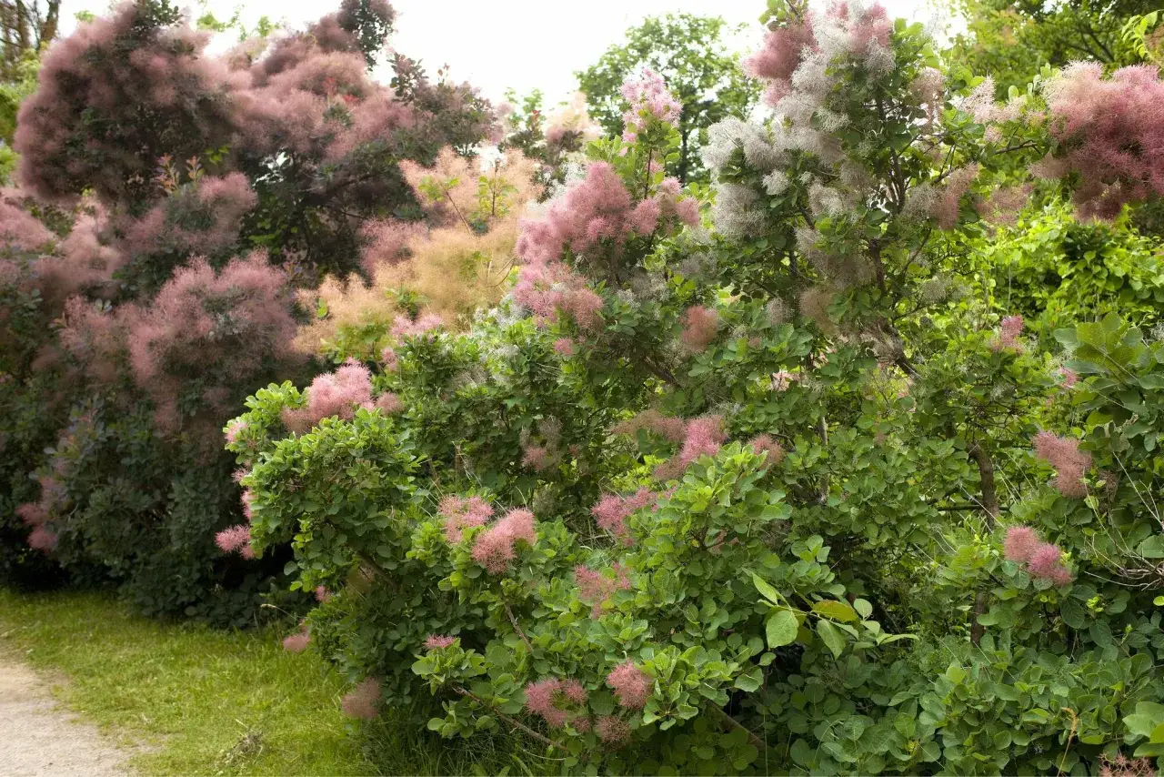Ein bl&uuml;hender Essigbaum, dessen giftige Bl&uuml;tenst&auml;nde wie rosa Rauch aussehen, s&auml;umt einen Weg.