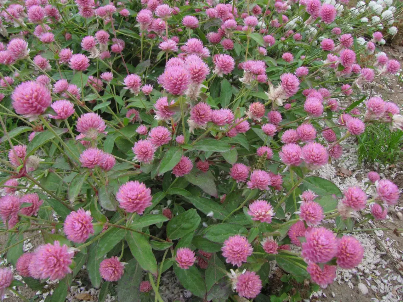 Un champ de fleurs roses en forme de boules, comme un trèfle rouge, s'épanouit sous le soleil.