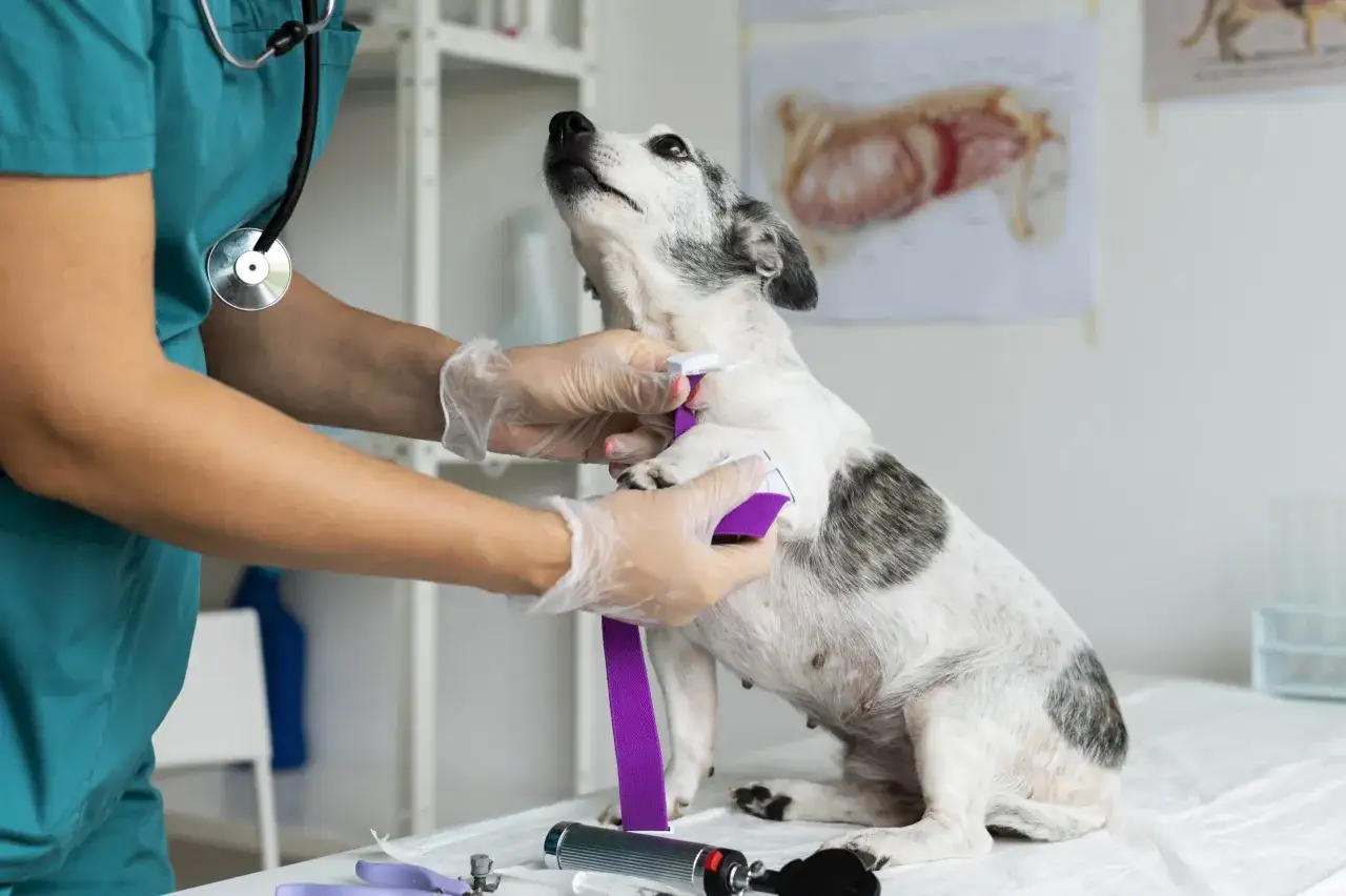 Veterinario examina a un perro con manchas blancas y grises, posiblemente para diagnosticar ataques epilépticos muy seguidos.