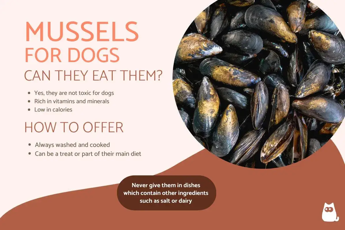 Los perros pueden comer mejillones. La imagen muestra mejillones y texto sobre c&oacute;mo ofrecerlos a los perros.