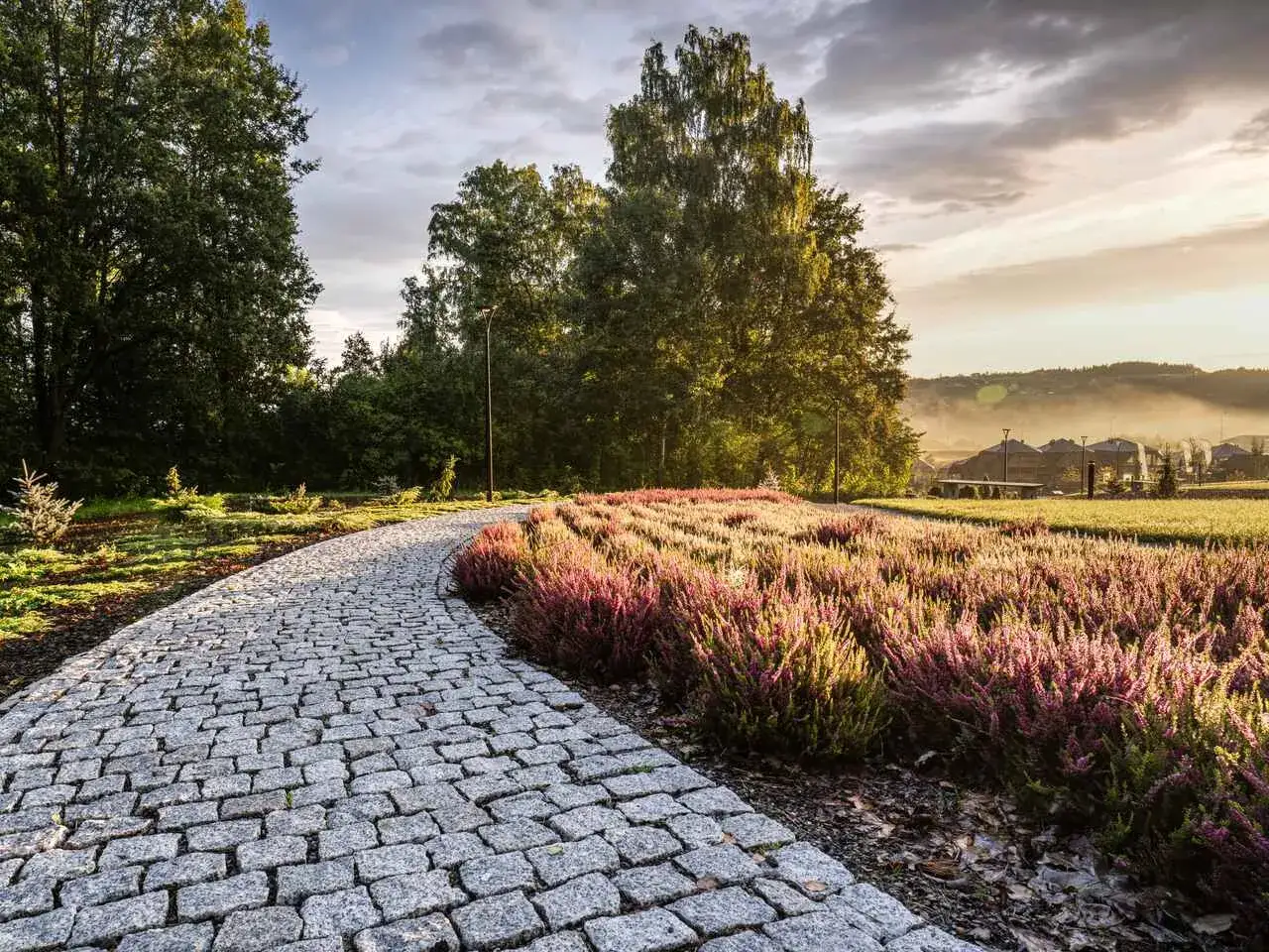 Kamienista ścieżka w Ciężkowice park zdrojowy, otoczona kwitnącym wrzosem, prowadzi przez zielony krajobraz o wschodzie słońca.