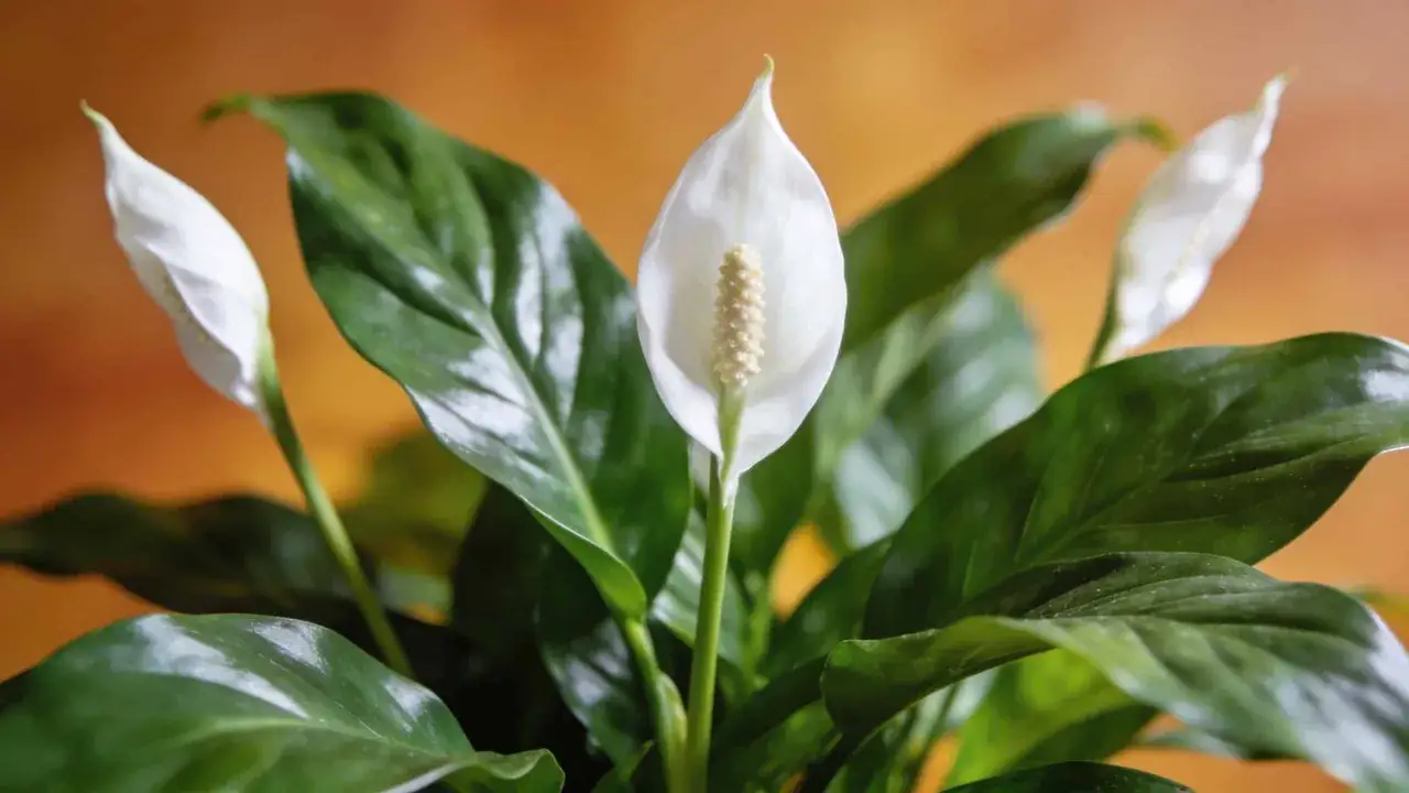 Un spathiphyllum aux feuilles vertes et brillantes, avec une fleur blanche élégante. Un guide pour son entretien facile.