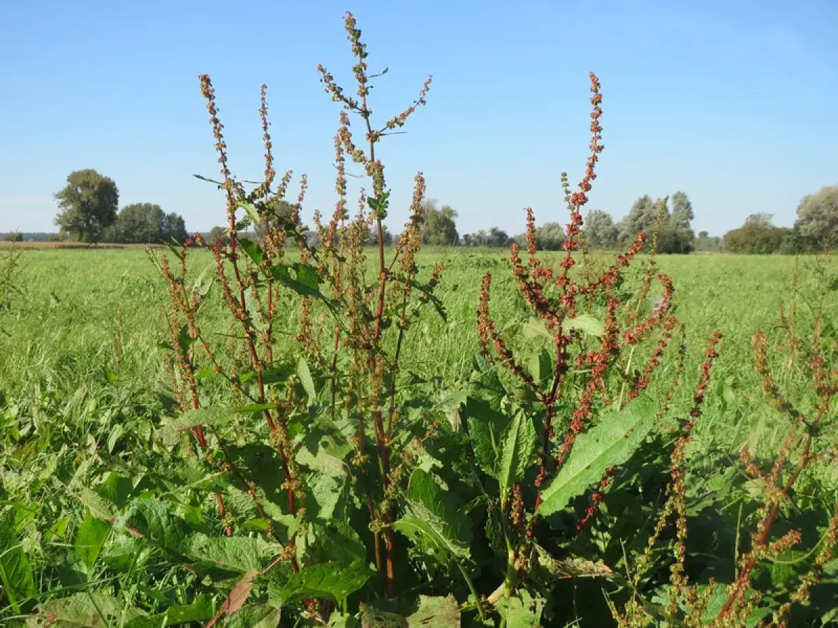 Plantes de rumex envahissent cette prairie verte. Il faut éliminer le rumex pour restaurer la beauté du paysage.