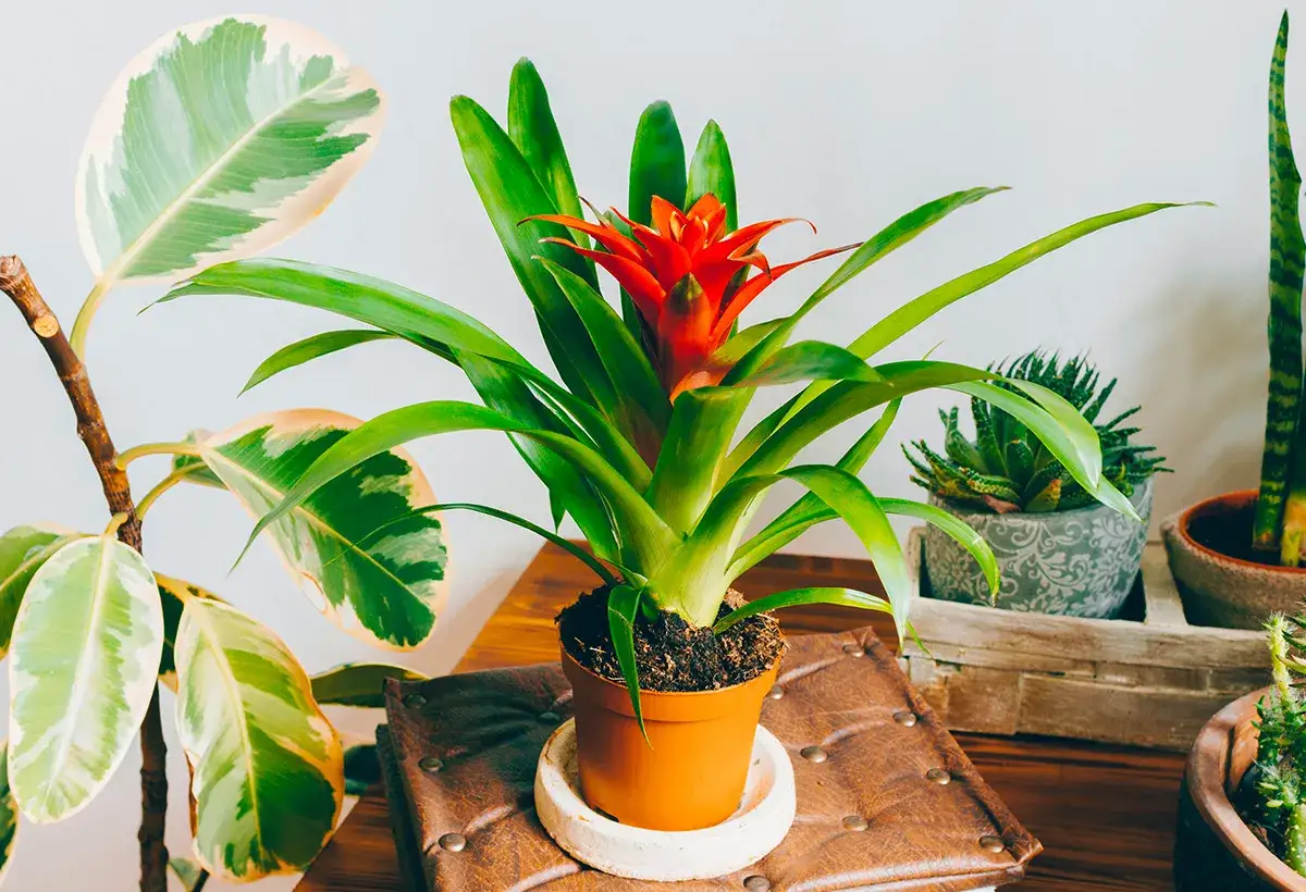 Une brom&eacute;lia rouge vif tr&ocirc;ne au centre, entour&eacute;e d'autres plantes. L'entretien de cette plante est simple pour un bel &eacute;clat.