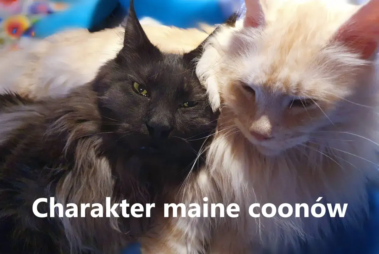 Dwa koty rasy maine coon, czarny i beżowy, przytulają się. Ich puszyste futro i łagodne spojrzenia odzwierciedlają wspaniały **maine coon charakter**.
