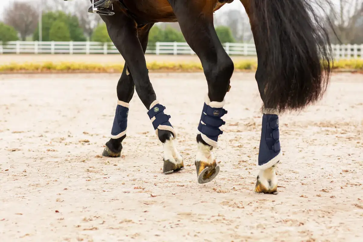 Koń w granatowych ochraniaczach dla konia z futerkiem, gotowy do treningu na piaszczystym podłożu.